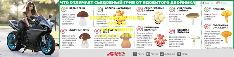 ссылка на мегу как войти  Грязовец  Галлюциногенные грибы Psilocybe 